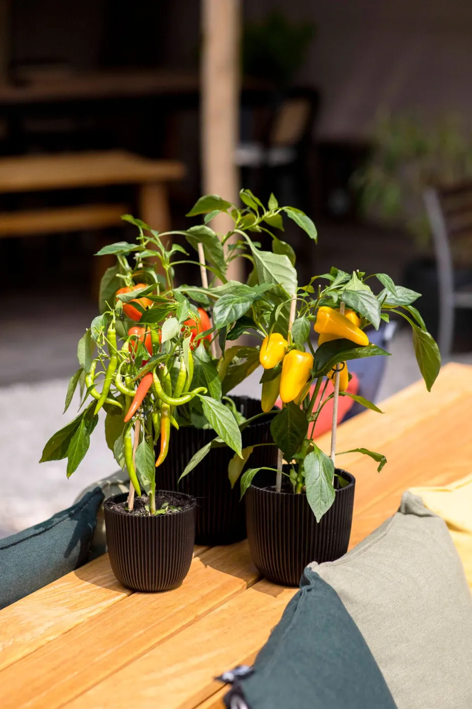 Intratuin Capi Europe Blumentopf Groove schwarz D 16,5 H 15 cm| Blumentöpfe|Blumentöpfe & Pflanzgefäße