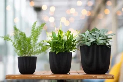 Intratuin Capi Europe Blumentopf Groove schwarz D 13 H 12 cm| Blumentöpfe|Blumentöpfe & Pflanzgefäße