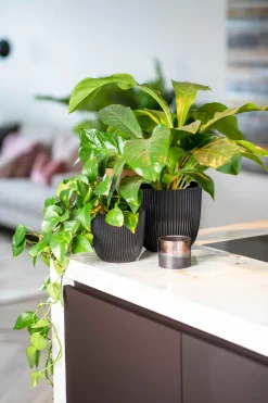 Intratuin Capi Europe Blumentopf Groove schwarz D 13 H 12 cm| Blumentöpfe|Blumentöpfe & Pflanzgefäße