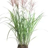 Intratuin Chinaschilf (Miscanthus sinensis ‘Vulcano’) D 23 H 80 cm| Winterharte Pflanzen|Mehrjährige Pflanzen