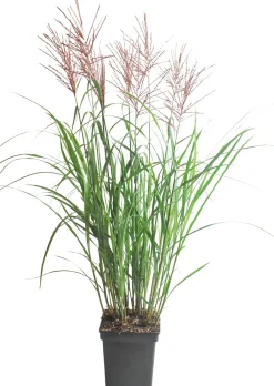 Intratuin Chinaschilf (Miscanthus sinensis ‘Vulcano’) D 23 H 80 cm| Winterharte Pflanzen|Mehrjährige Pflanzen