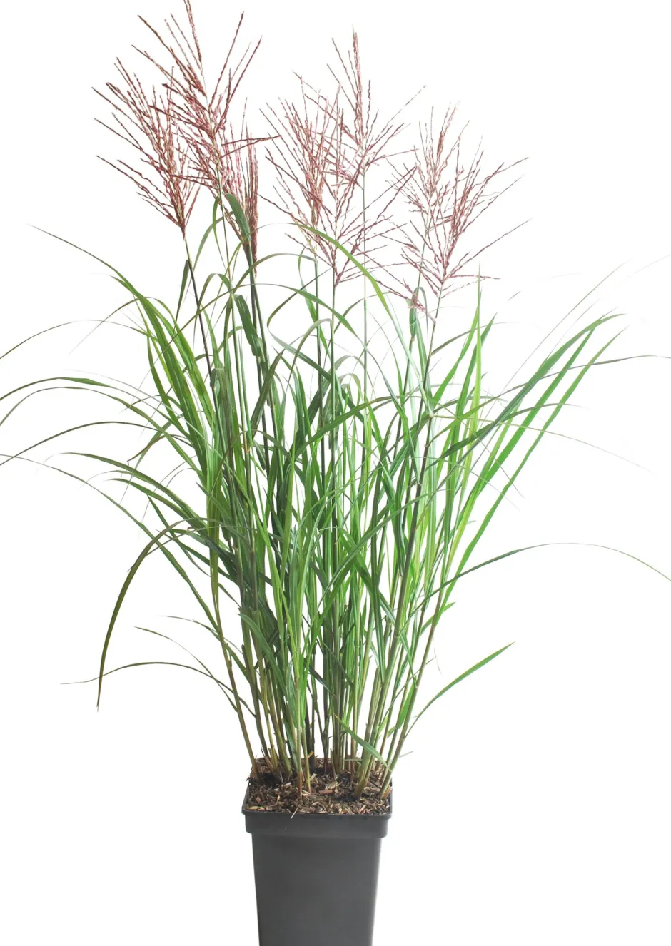 Intratuin Chinaschilf (Miscanthus sinensis ‘Vulcano’) D 23 H 80 cm| Winterharte Pflanzen|Mehrjährige Pflanzen