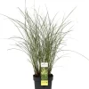 Intratuin Chinaschilf (Miscanthus sinensis 'Gracillimus') D 19 H 45 cm| Blühende Pflanzen|Winterharte Pflanzen