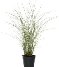 Intratuin Chinaschilf (Miscanthus sinensis 'Morning Light') D 23 H 80 cm| Blühende Pflanzen|Winterharte Pflanzen
