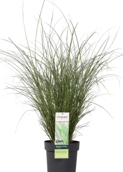 Intratuin Chinaschilf (Miscanthus sinensis 'Gracillimus') D 23 H 100 cm| Blühende Pflanzen|Winterharte Pflanzen