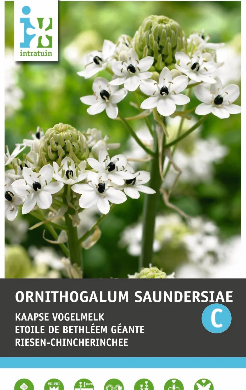 Intratuin Chincherinchee (Ornithogalum saundersiae) Blumenzwiebeln| Blumenzwiebeln|Sommer-Blüher