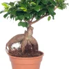 Intratuin Chinesische Feige (Ficus microcarpa 'Ginseng') D 17 cm H 40 cm| Bonsai|Grünpflanzen