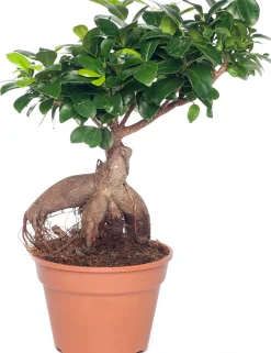Intratuin Chinesische Feige (Ficus microcarpa 'Ginseng') D 17 cm H 40 cm| Bonsai|Grünpflanzen