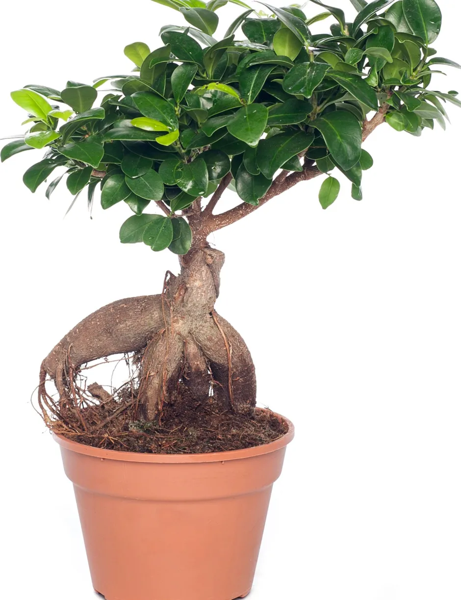 Intratuin Chinesische Feige (Ficus microcarpa 'Ginseng') D 17 cm H 40 cm| Bonsai|Grünpflanzen