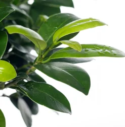 Intratuin Chinesische Feige (Ficus microcarpa 'Ginseng') D 17 cm H 40 cm| Bonsai|Grünpflanzen