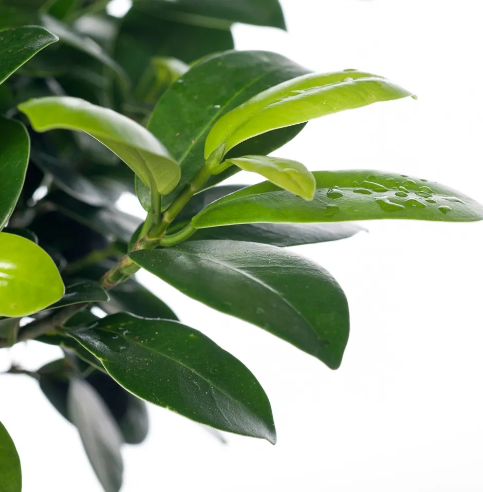 Intratuin Chinesische Feige (Ficus microcarpa 'Ginseng') D 17 cm H 40 cm| Bonsai|Grünpflanzen