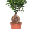Intratuin Chinesische Feige (Ficus microcarpa 'Ginseng') D 15 cm H 40 cm| Grünpflanzen|Bonsai
