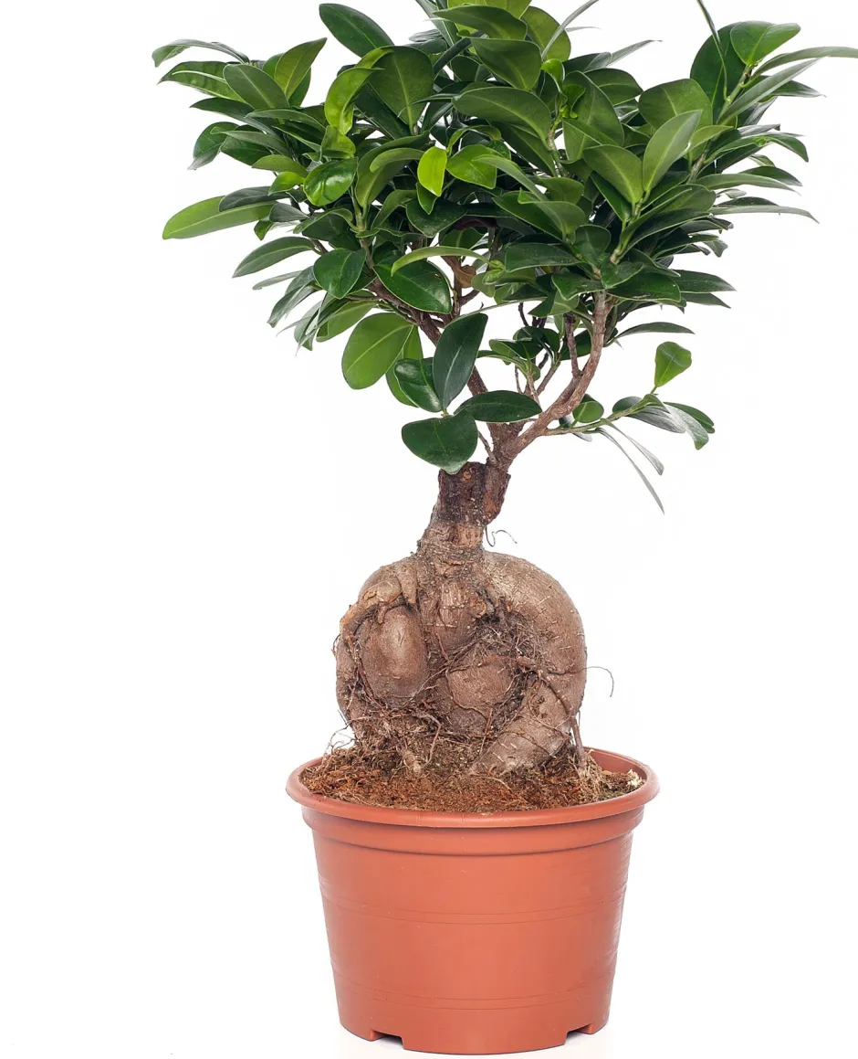 Intratuin Chinesische Feige (Ficus microcarpa 'Ginseng') D 15 cm H 40 cm| Grünpflanzen|Bonsai