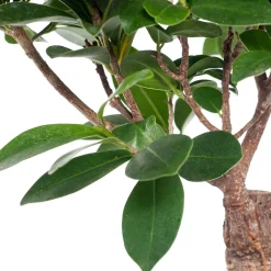 Intratuin Chinesische Feige (Ficus microcarpa 'Ginseng') D 15 cm H 40 cm| Grünpflanzen|Bonsai