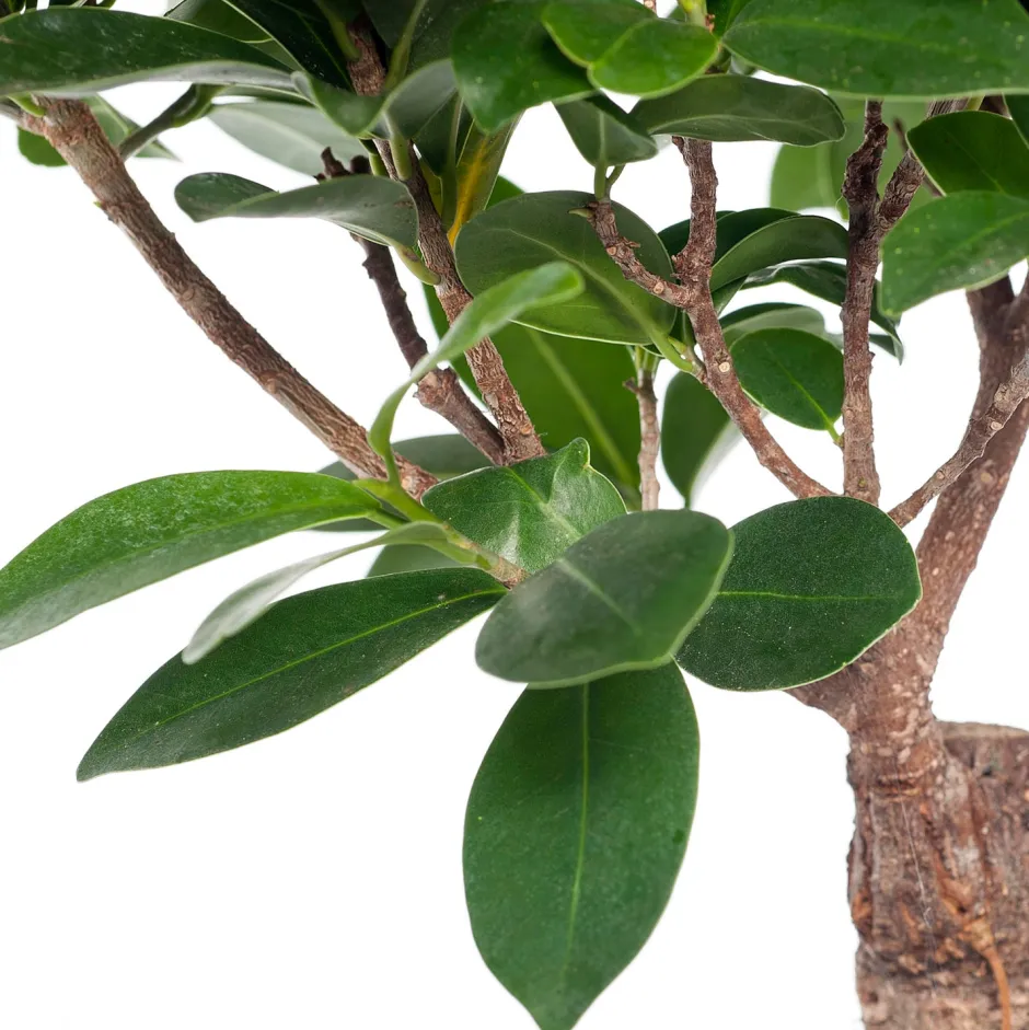 Intratuin Chinesische Feige (Ficus microcarpa 'Ginseng') D 15 cm H 40 cm| Grünpflanzen|Bonsai