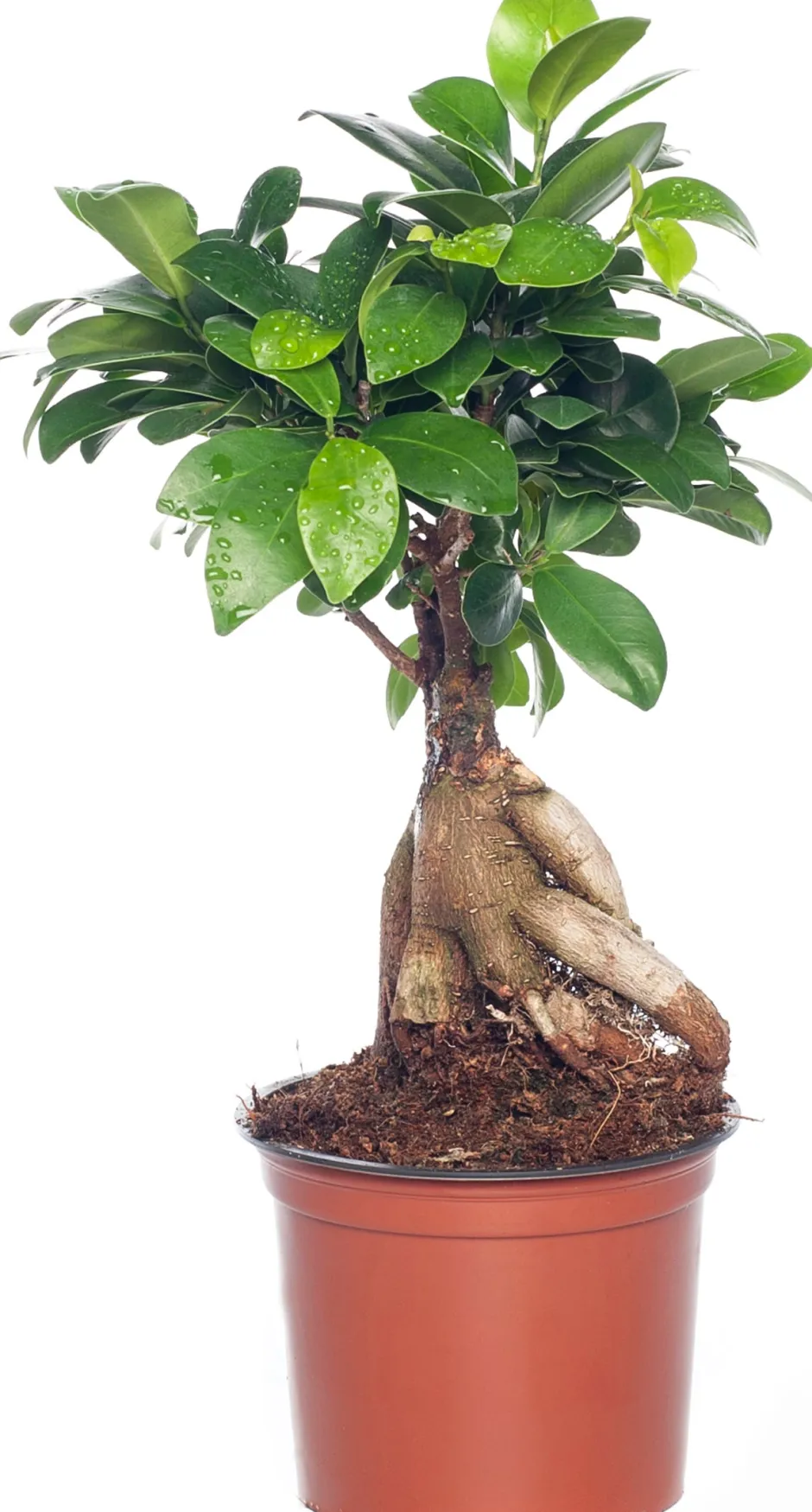 Intratuin Chinesische Feige (Ficus microcarpa 'Ginseng') D 12 cm H 35 cm| Bonsai|Grünpflanzen