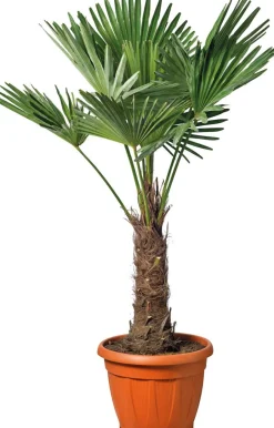 Intratuin Chinesische Hanfpalme (Trachycarpus fortunei) D 34 H 100 cm| Immergrüne Pflanzen|Winterharte Pflanzen