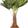 Intratuin Chinesische Hanfpalme (Trachycarpus fortunei) D 36 H 150 cm| Winterharte Pflanzen|Palmen