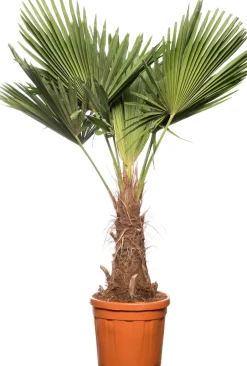 Intratuin Chinesische Hanfpalme (Trachycarpus fortunei) D 36 H 150 cm| Winterharte Pflanzen|Palmen
