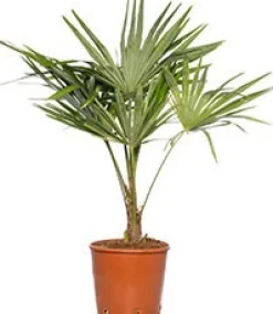 Intratuin Chinesische Hanfpalme (Trachycarpus fortunei) D 10 H 60 cm| Palmen