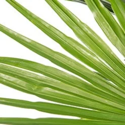 Intratuin Chinesische Hanfpalme (Trachycarpus fortunei) D 10 H 60 cm| Palmen