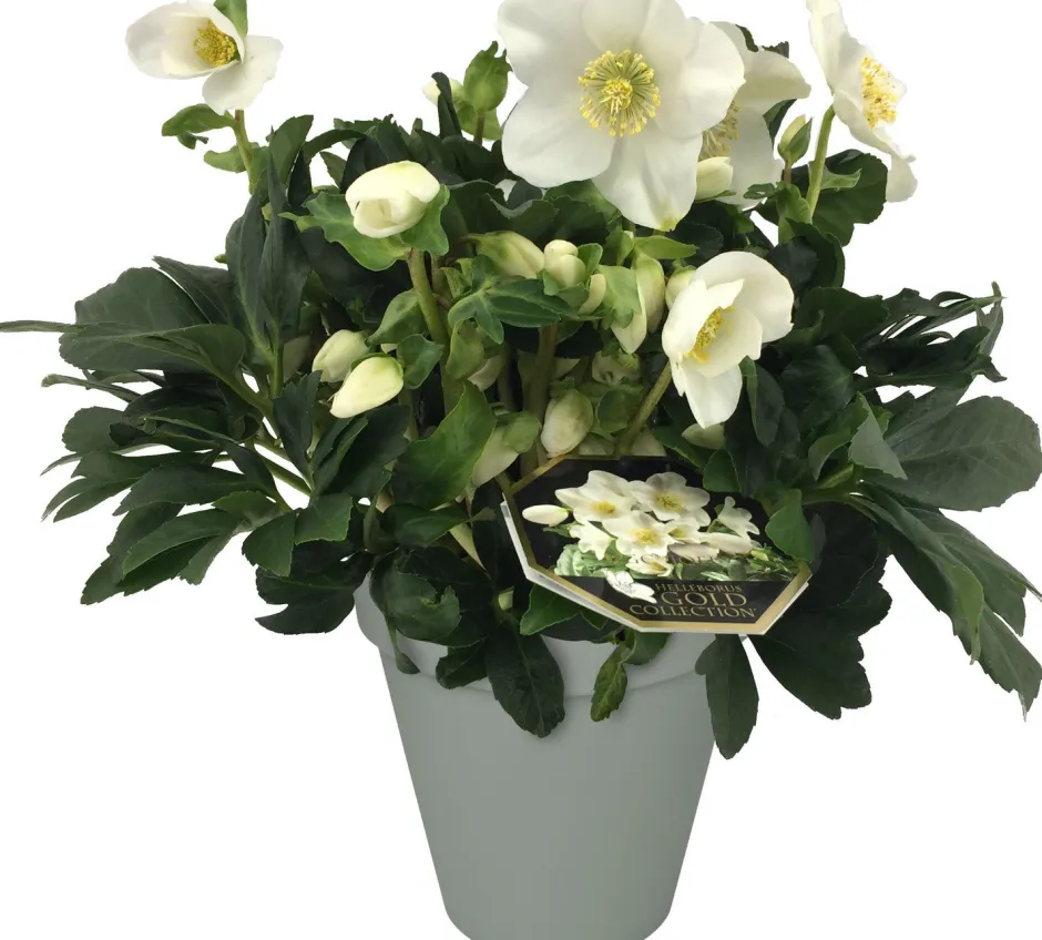 Intratuin Christrose (Helleborus 'Joel') D 15 H 35 cm| Blühende Pflanzen|Winterharte Pflanzen
