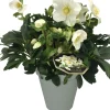 Intratuin Christrose (Helleborus niger) D 15 H 35 cm| Blühende Pflanzen|Immergrüne Pflanzen