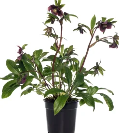 Intratuin Christrose (Helleborus orientalis 'Vic Victoria') D 17 H 45 cm| Blühende Pflanzen|Winterharte Pflanzen