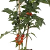 Intratuin Cocktailtomate (Solanum lycopersicum) D 14 H 50 cm| Obst, Gemüse & Kräuter|Gemüsepflanzen