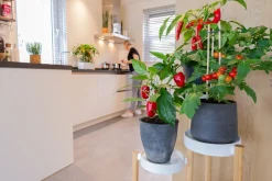 Intratuin Cocktailtomate (Solanum lycopersicum) D 14 H 50 cm| Obst, Gemüse & Kräuter|Gemüsepflanzen