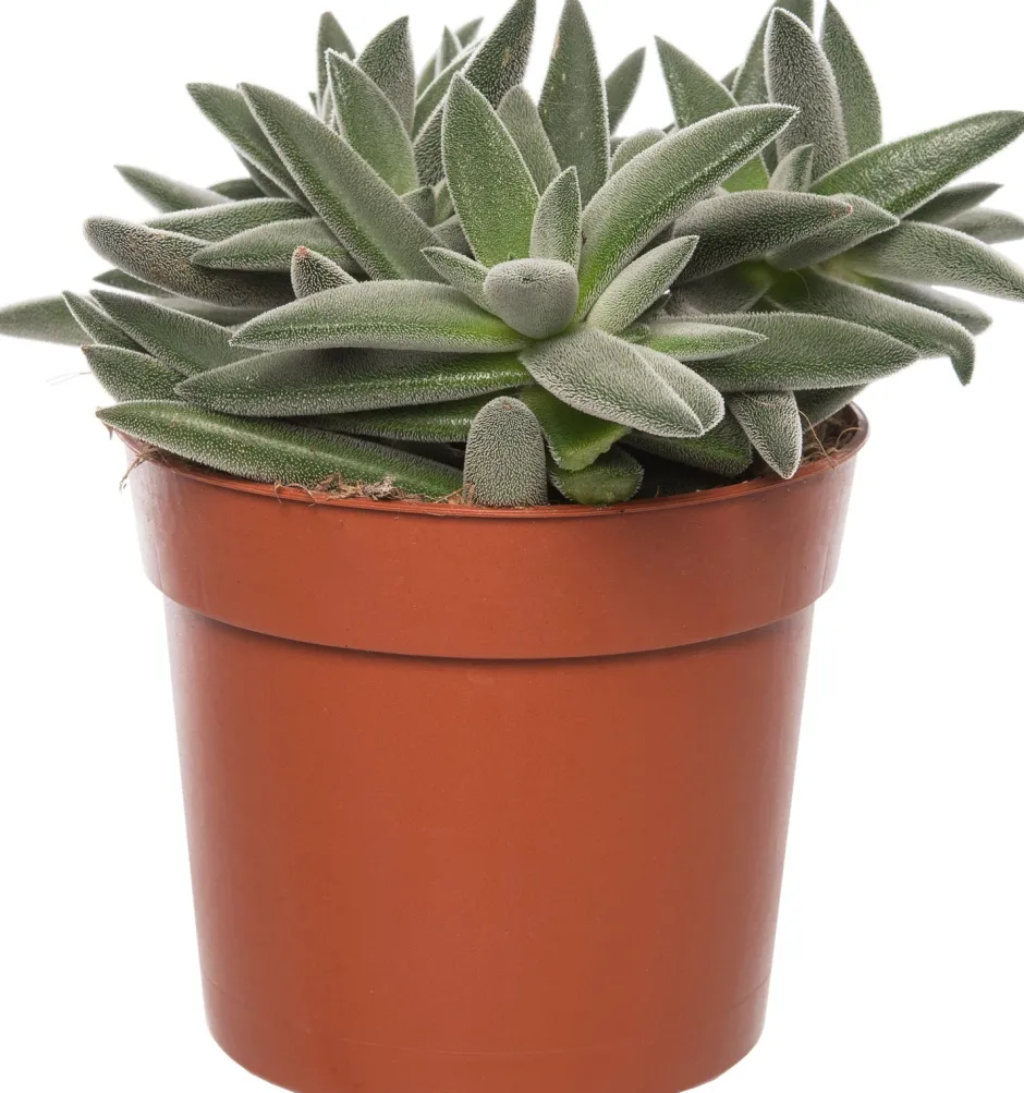 Intratuin Crassula (Crassula tenelli) D 10,5 H 15 cm| Kleine Zimmerpflanzen|Kakteen & Sukkulenten