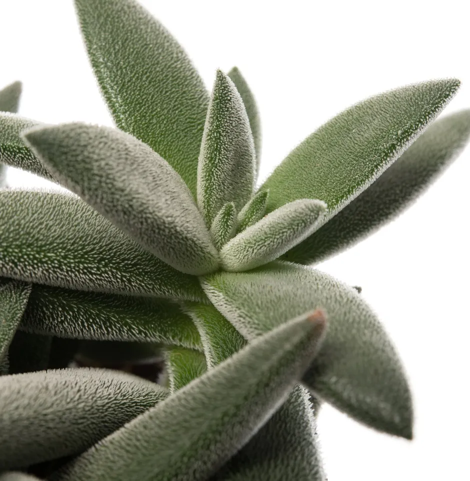 Intratuin Crassula (Crassula tenelli) D 10,5 H 15 cm| Kleine Zimmerpflanzen|Kakteen & Sukkulenten