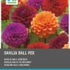 Intratuin Dahlie (Dahlia) Blumenzwiebeln 3 St.| Sommer-Blüher|Blumenzwiebeln