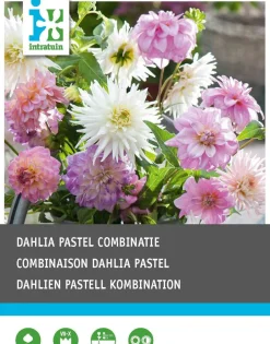 Intratuin Dahlie (Dahlia 'Pastel') Blumenzwiebeln gemischt 3 St.| Sommer-Blüher|Blumenzwiebeln