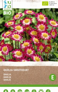Intratuin Dahlie (Dahlia 'Sweetheart') (BIO) Blumenzwiebeln| Sommer-Blüher|Blumenzwiebeln