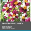 Intratuin Dahlie einblütig (Dahlia 'Twyning's Smartie') Blumenzwiebeln 5 St.| Sommer-Blüher|Blumenzwiebeln