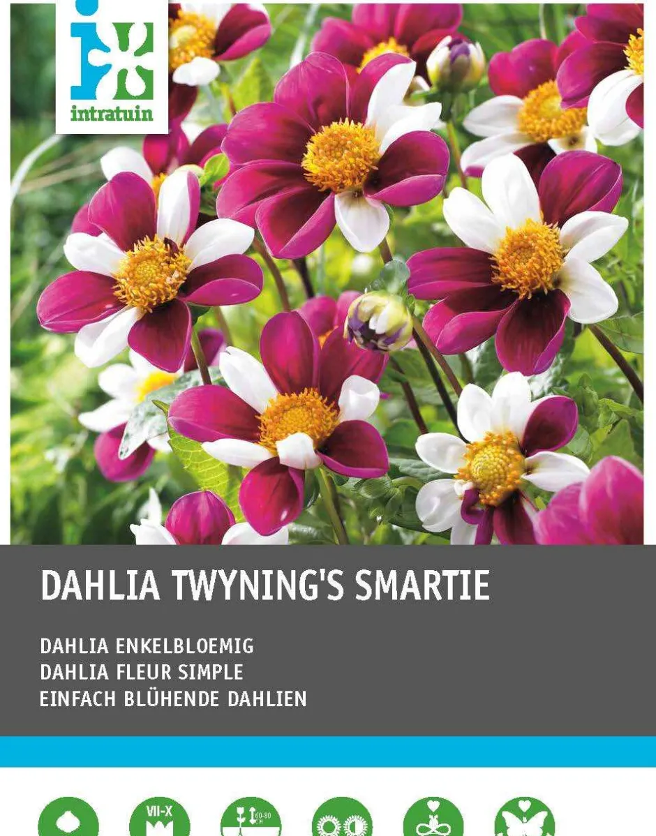 Intratuin Dahlie einblütig (Dahlia 'Twyning's Smartie') Blumenzwiebeln 5 St.| Sommer-Blüher|Blumenzwiebeln