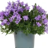 Intratuin Dalmatiner Glockenblume (Campanula portenschlagiana 'Ambella Lavender') D 12 H 25 cm| Blühende Pflanzen|Mehrjährige Pflanzen