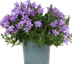 Intratuin Dalmatiner Glockenblume (Campanula portenschlagiana 'Ambella Lavender') D 12 H 25 cm| Blühende Pflanzen|Mehrjährige Pflanzen