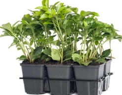 Intratuin Dickmännchen (Pachysandra terminalis)| Pflanzen Für Schatten|Immergrüne Pflanzen