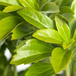 Intratuin Dickmännchen (Pachysandra terminalis)| Pflanzen Für Schatten|Immergrüne Pflanzen