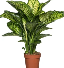 Intratuin Dieffenbachie (Dieffenbachia seguine 'Maroba') D 21 H 90 cm| Große Pflanzen|Grünpflanzen