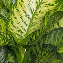 Intratuin Dieffenbachie (Dieffenbachia seguine 'Maroba') D 21 H 90 cm| Große Pflanzen|Grünpflanzen