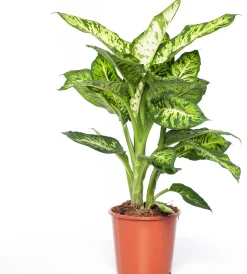 Intratuin Dieffenbachie (Dieffenbachia 'Sublime') D 17 H 65 cm| Grünpflanzen|Dieffenbachia