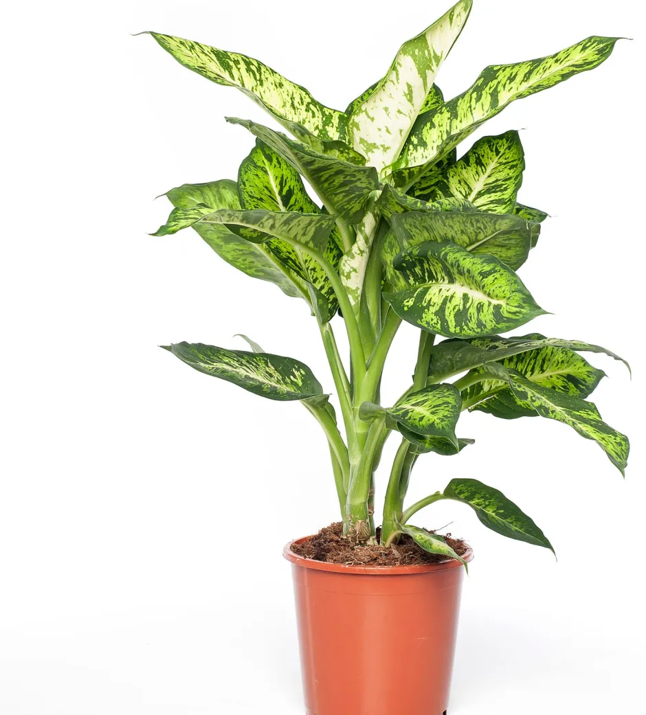 Intratuin Dieffenbachie (Dieffenbachia 'Sublime') D 17 H 65 cm| Grünpflanzen|Dieffenbachia