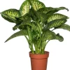 Intratuin Dieffenbachie (Dieffenbachia seguine 'Reeva') D 24 H 80 cm| Grünpflanzen|Dieffenbachia