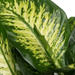 Intratuin Dieffenbachie (Dieffenbachia seguine 'Reeva') D 24 H 80 cm| Grünpflanzen|Dieffenbachia