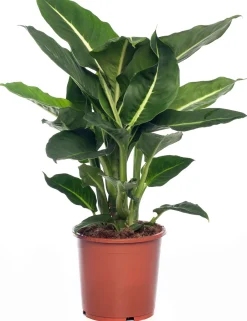 Intratuin Dieffenbachie (Dieffenbachia 'Green Magic') D 17 H 65 cm| Grünpflanzen|Dieffenbachia
