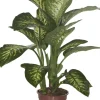 Intratuin Dieffenbachie (Dieffenbachia seguine 'Tropic Snow') D 24 H 90 cm| Große Pflanzen|Grünpflanzen