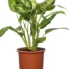 Intratuin Dieffenbachie (Dieffenbachia 'Compacta') D 17 H 60 cm| Grünpflanzen|Dieffenbachia